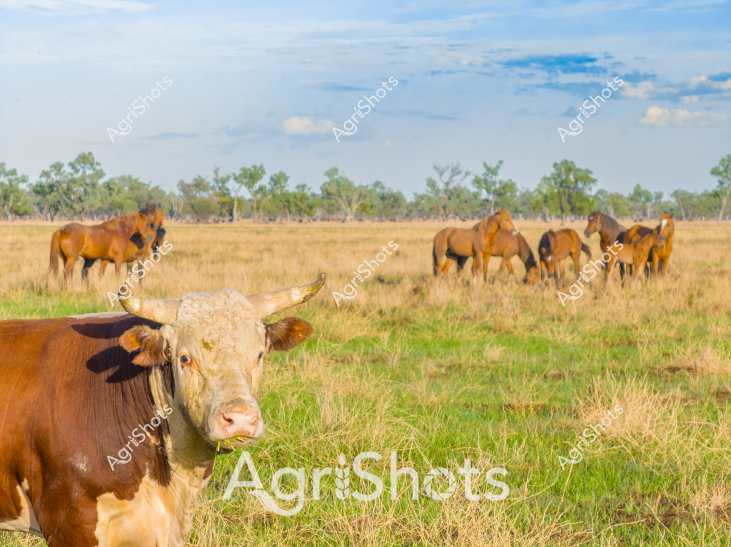 A mob of brown and chestnut horses graze peacefully across a golden grassland paddock in rural Australia, with a striking brown and white cow in the foreground. The landscape features scattered eucalyptus trees lining the horizon under a soft blue sky with wispy clouds. In the mid-ground, several horses cluster together, their coats gleaming in the natural light, while one horse stands slightly apart. The grassy terrain shows a mix of dry golden stalks and green patches, indicating a typical Australian pastoral scene during a dry season. The cow in the foreground looks directly at the camera, its horns and muscular form highlighting the rugged nature of livestock in the Australian outback. The image captures the serene essence of extensive grazing lands, where horses and cattle share open pastures under wide, expansive skies.