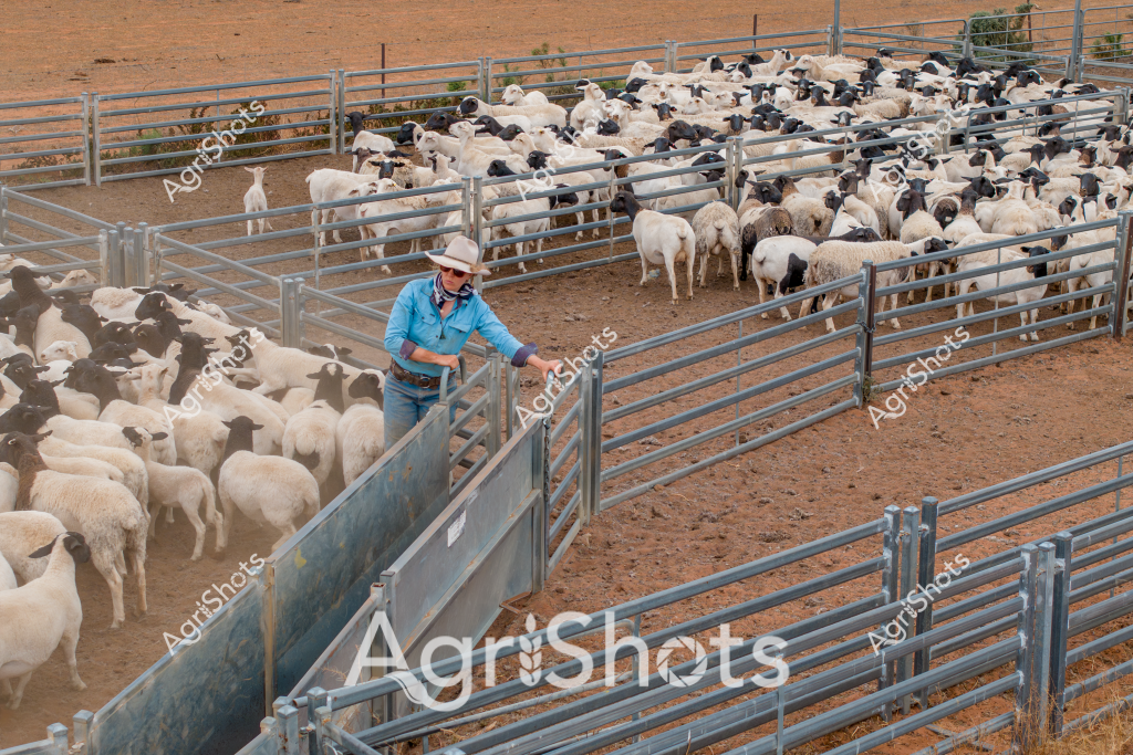 A man stockman in a blue long-sleeved shirt and light-colored hat manages a large flock of black and white sheep within a series of metal livestock yards. The sheep - a mix of white and black-faced breeds, likely Dorper or Suffolk crosses - are densely packed into interconnected holding pens with metal gates and fencing. The ground is a dry, reddish-brown earth typical of Australian pastoral landscapes, suggesting an arid or semi-arid region. The stockman is carefully positioning a gate, working to sort or move the sheep through the yards, demonstrating the precise livestock management skills essential in Australian agriculture. The dense clustering of sheep and the systematic yard layout highlight the structured approach to livestock handling in rural Australian farming operations.