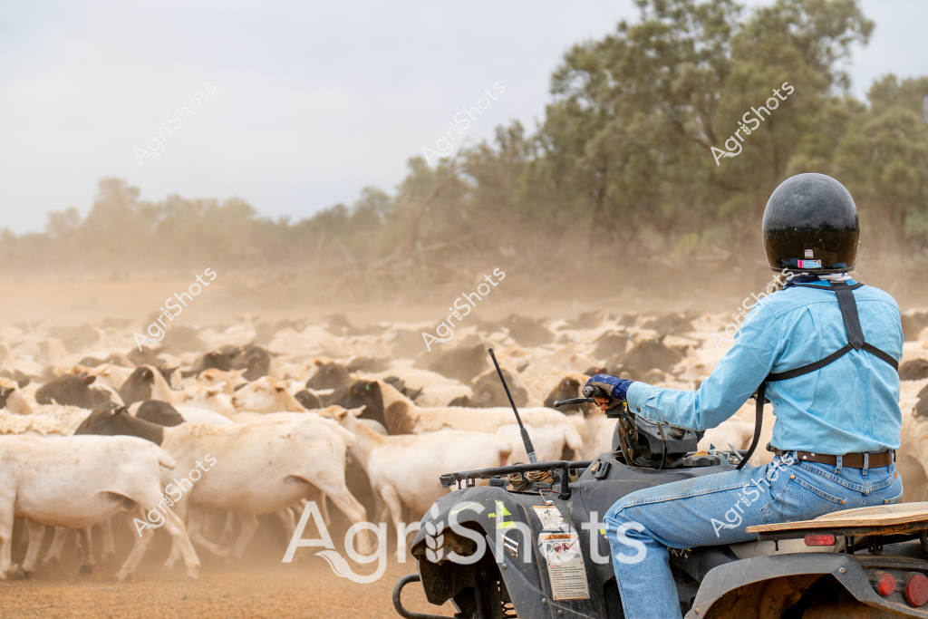 A man stockman seated on an all-terrain vehicle (ATV) manages a large herd of white and light-colored cattle in a dusty, tree-lined paddock. Wearing a blue shirt, jeans, and a protective helmet, he navigates the vehicle carefully among the densely packed livestock, raising a cloud of fine Australian dust. The cattle appear to be moving as a tight, cohesive group, suggesting an organized muster or stock movement typical of extensive pastoral operations.

Trees line the distant horizon, creating a classic Australian rural landscape backdrop, while the dusty conditions hint at the dry, challenging environmental conditions often encountered in agricultural regions. The stockman's positioning on the ATV demonstrates modern livestock management techniques, replacing traditional horseback mustering with more efficient mechanized approaches.

The scene captures the essence of Australian cattle farming - a blend of skill, technology, and adaptation to harsh rural environments. The dust, the dense herd, and the careful management by the stockman illustrate the demanding nature of livestock production in Australia's expansive agricultural landscapes.