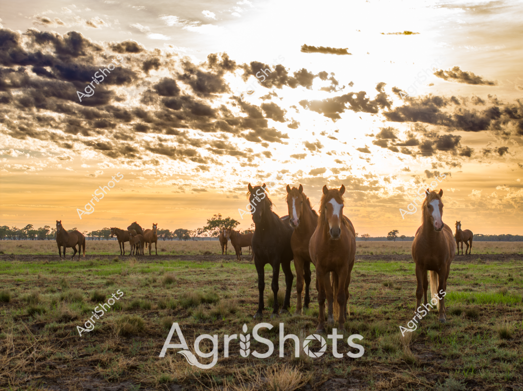 A stunning pastoral scene captures a herd of horses grazing on a grassy Australian rural landscape at sunset. Several chestnut-colored horses stand confidently in the foreground, their muscular forms silhouetted against a dramatic sky filled with golden and dark clouds. The soft evening light creates a warm, ethereal atmosphere, illuminating the grassy paddock and casting long shadows across the expansive field. More horses can be seen in the background, with distant trees and horizonal lines suggesting a wide, open rural property. The horses appear calm and alert, with their heads held high, surveying the tranquil landscape as the day transitions into evening. This image perfectly captures the majestic beauty of Australian horses in their natural grassland environment, highlighting the serene connection between livestock and the rural landscape.
