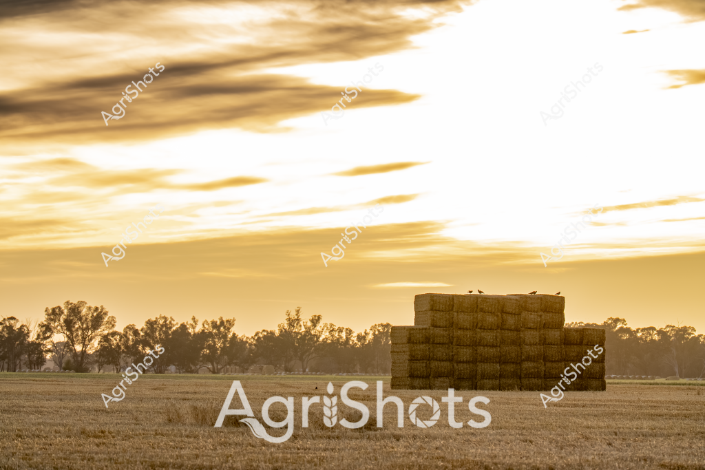 A golden-hued rural landscape captures a stack of hay bales standing prominently in a harvested wheat or barley field at sunset. Rectangular straw bales are carefully stacked in a precise geometric formation, creating a striking agricultural composition against the warm, glowing sky. A line of mature trees silhouettes the distant horizon, their shapes softened by the late afternoon light. A few small birds perch atop the hay stack, adding a subtle touch of life to the serene scene. The stubble-covered ground suggests the field has recently been harvested, with the hay bales representing the culmination of the crop's processing. The rich golden tones of the sky and the straw-colored bales create a harmonious palette that epitomizes the beauty of Australian rural landscapes during harvest season.