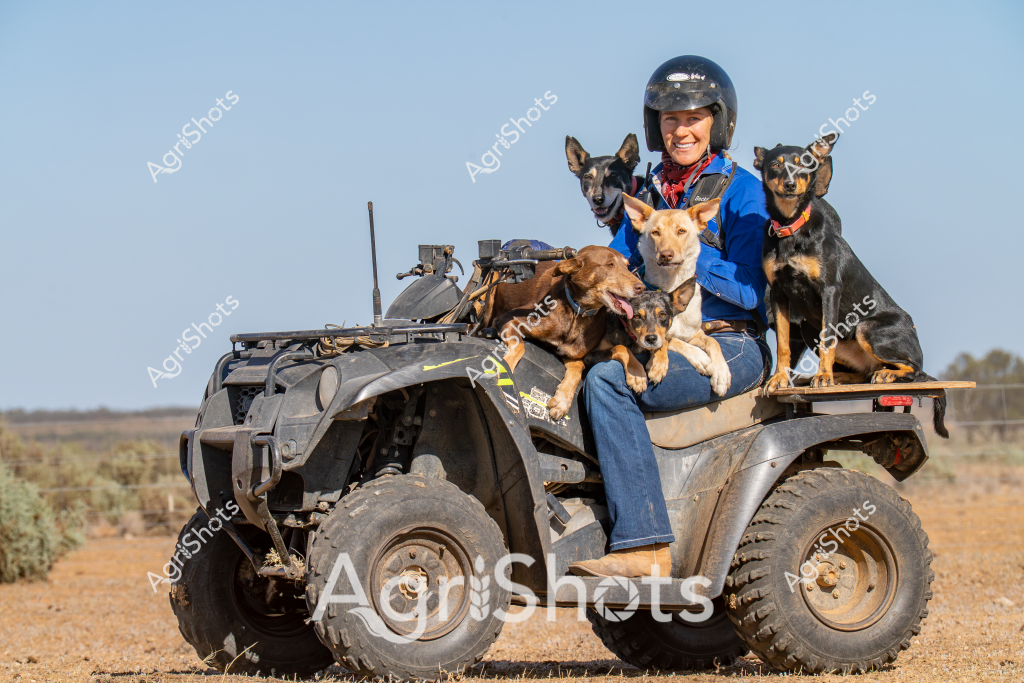 A woman wearing a blue jacket and protective helmet sits on an all-terrain vehicle (ATV) with five working dogs, positioned in an arid Australian rural landscape. The robust quad bike appears equipped for station or farm work, with additional gear mounted on its front and rear racks. The dogs - a mix of alert, dark-coated and lighter-colored breeds - are comfortably seated around the rider, suggesting they are well-trained working animals used to traveling together. The background reveals a classic outback setting with sparse vegetation, reddish-brown soil, and a clear blue sky, typical of central or western Australian agricultural regions. The scene captures the practical partnership between a rural worker and her canine companions, highlighting the essential role of dogs in managing livestock and navigating challenging terrain across Australian agricultural properties.