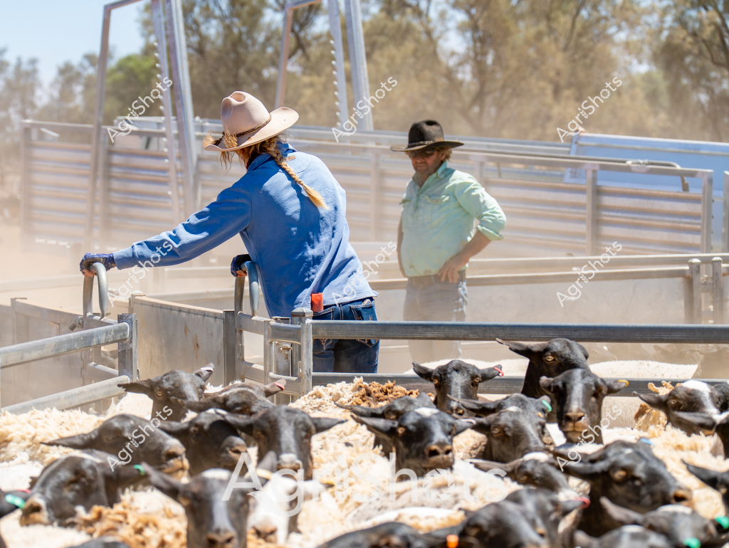 Two workers manage a group of black goats in a dusty livestock yard, with metal cattle panels and handling facilities surrounding them. A woman in a blue jacket and wide-brimmed hat operates the gate control, while a man in a light green shirt stands nearby observing the livestock. Multiple young black goats are clustered on straw bedding within the metal yard, some with colored ear tags indicating they are part of a managed herd. The scene is dry and sun-drenched, with trees and yard infrastructure visible in the background, suggesting this is a typical agricultural livestock management setting in rural Australia. Dust hangs in the air, highlighting the movement and activity of the goat handling process. The workers' attire - wide-brimmed hats, long-sleeved shirts, and practical work clothing - indicates professional agricultural practice and protection from the harsh Australian sun.