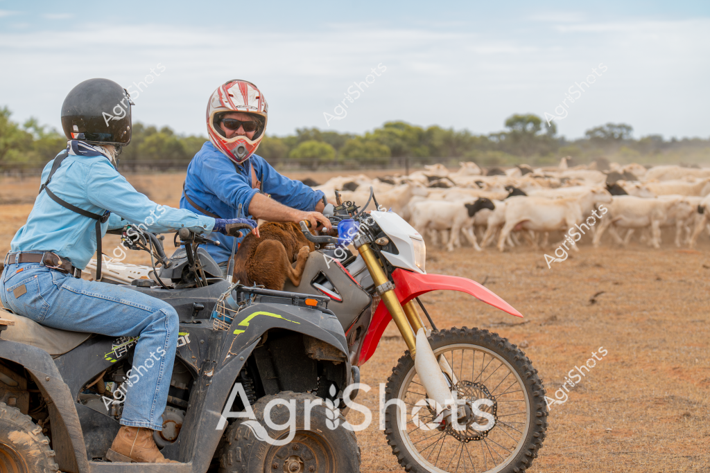 Two riders on off-road motorcycles guide a flock of white sheep across a dry, golden paddock in rural Australia. A woman in a light blue shirt and denim jeans sits on a quad bike, while a man in a blue shirt and red-and-white motocross helmet rides a dirt bike beside her. The landscape is typical of the Australian interior - sparse, dusty ground with scattered trees on the horizon and a herd of woolly sheep clustered in the background. 

The motorcycles appear well-equipped for farm work, with the dirt bike featuring a striking red and white color scheme and the quad bike looking robust and functional. Both riders are wearing protective gear, including helmets and sturdy clothing, suggesting they are actively mustering or moving the livestock across the property. 

The scene captures the essence of modern Australian livestock management, where motorized vehicles have replaced traditional horse-based mustering, demonstrating the evolving techniques of farm work in the contemporary agricultural landscape. The dry terrain and sparse vegetation hint at challenging environmental conditions typical of many Australian grazing regions.
