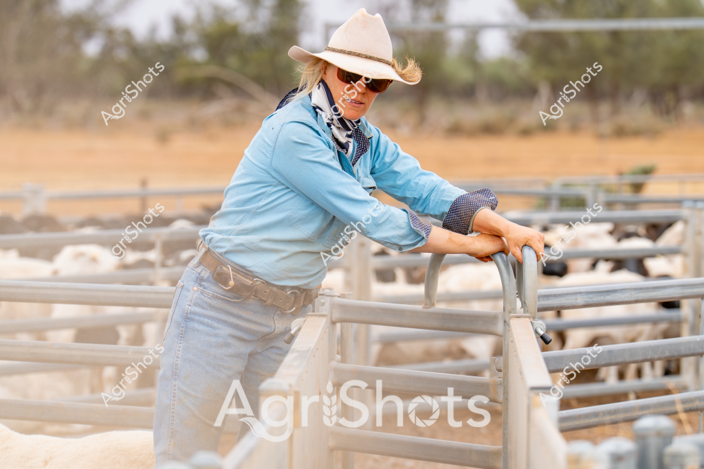 A woman stockman in a light blue long-sleeved shirt, white cowboy hat, and denim jeans leans against a metal livestock gate in a dry, sparse Australian rural landscape. Her posture suggests focused concentration as she surveys a group of sheep in the background, with metal yard panels and fence lines defining the pastoral setting. The environment appears arid, with sandy-colored ground and scattered trees or shrubs visible in the distance, typical of inland Australian grazing country. Her outfit - complete with sunglasses and a patterned neckerchief - represents practical workwear designed for harsh rural conditions. The scene captures the everyday experience of livestock management, where careful observation and strategic positioning are crucial to managing herds in challenging agricultural environments.