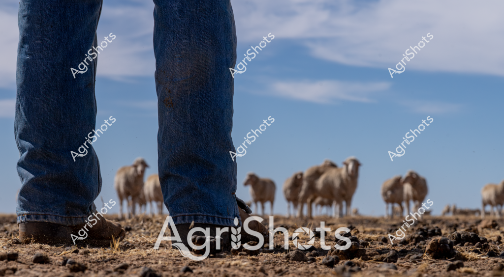 A close-up view of a man's denim-clad legs and boots stands in the foreground, with a flock of sheep grazing in the background under a soft blue sky. The ground is dry and rocky, typical of an arid Australian pastoral landscape, with sparse vegetation and a rugged terrain that stretches to the horizon. Several woolly sheep are clustered together, their tan and brown coats blending with the earthy tones of the paddock. The perspective emphasizes the scale of the landscape, with the human figure providing a sense of proportion against the expansive background. This image captures the essence of Australian sheep farming - the connection between the stockman and the flock, set against the challenging and beautiful rural environment.