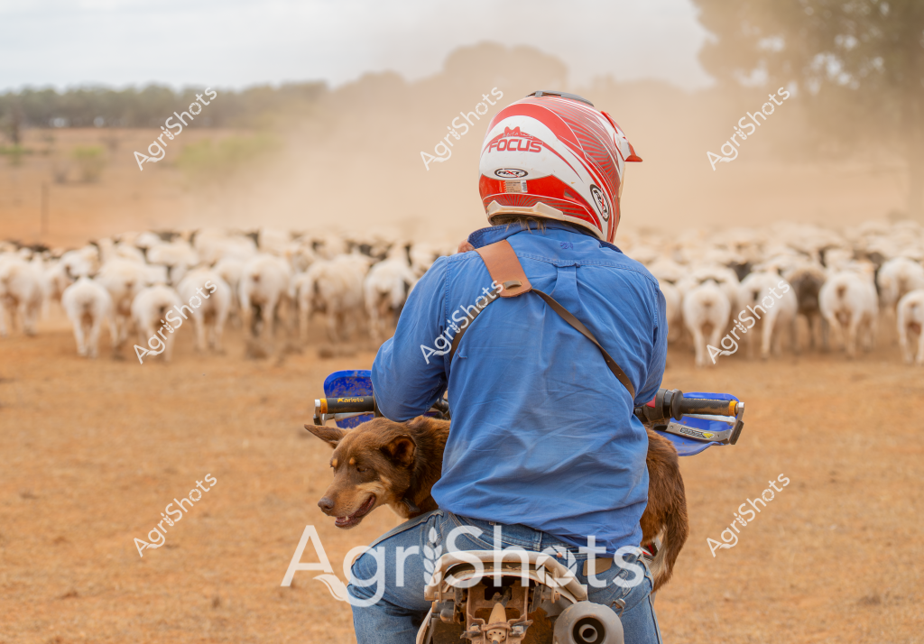 A man wearing a red motorcycle helmet and blue work shirt rides a motorbike through a dusty cattle yard, with a brown working dog seated behind him. A large herd of white cattle stands in the background, creating a cloud of dust across the dry, sun-baked landscape. The scene captures the typical Australian pastoral setting, with the stockman using a motorcycle and cattle dog to muster livestock across an arid paddock. The rider's protective helmet and steady posture suggest experienced handling of cattle in challenging rural conditions. Dust swirls around the scene, highlighting the dry environment and the dynamic movement of cattle and rider.

The image exemplifies the modern approach to livestock management in Australia, where motorcycles and working dogs have largely replaced traditional horse-based mustering. The compact herd of light-colored cattle suggests they might be a breed well-adapted to dry conditions, such as Brahman or Drought Master cattle common in northern Australian stations.