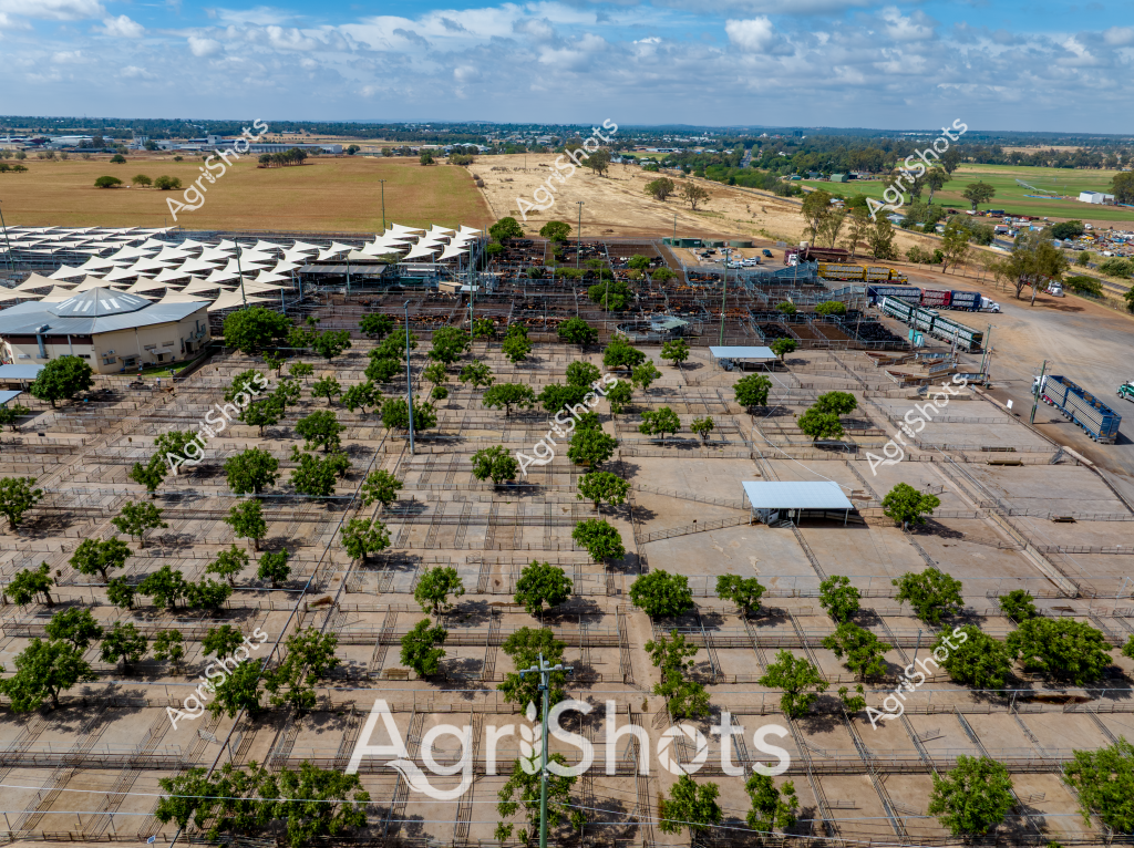 An expansive livestock processing facility captures the essence of Australian agricultural infrastructure, with a meticulously organized layout of multiple cattle yards and shade trees. The aerial view reveals a complex network of fenced paddocks, strategically positioned shelters, and a modern facility with distinctive white-peaked roofing structures. Mature trees are systematically planted throughout the concrete and dirt yards, providing natural shade and breaking up the geometric lines of the infrastructure.

The surrounding landscape showcases a classic Australian rural setting, with golden dry paddocks extending to the horizon, punctuated by scattered trees and distant agricultural buildings. The facility appears to be a large-scale cattle processing center, with multiple holding yards, movement gates, and covered processing areas designed for efficient livestock management.

The blue sky with scattered white clouds suggests a typical warm Australian day, highlighting the expansive nature of rural agricultural operations. Robust infrastructure and careful landscape design demonstrate the sophisticated approach to livestock management in contemporary Australian agriculture, balancing functional efficiency with environmental considerations.

The image represents a sophisticated livestock processing facility that integrates architectural design, animal welfare considerations, and operational efficiency in a comprehensive agricultural setting.