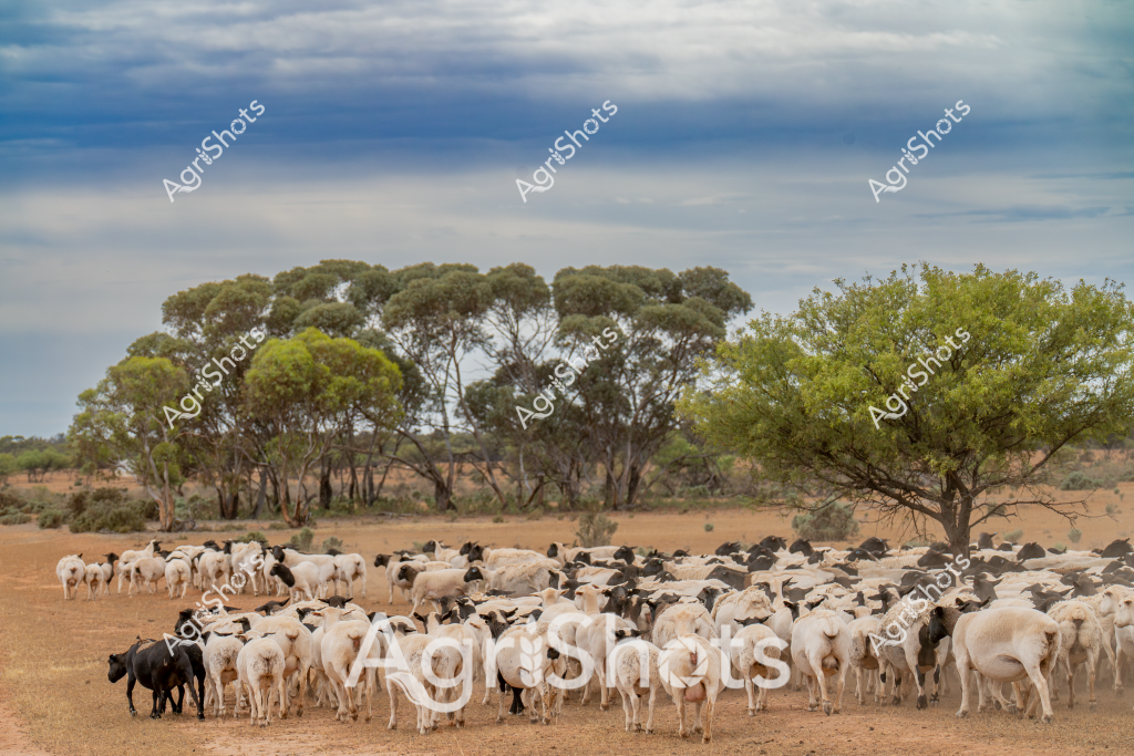 A large flock of white and black sheep clusters together in a dry, dusty paddock surrounded by eucalyptus trees under a soft, cloudy sky. The sheep - a mix of white and dark-colored individuals - stand closely packed, creating a dense woolly landscape against the arid ground. Sparse green trees line the horizon, providing a subtle backdrop to the livestock scene. The landscape appears typical of an Australian pastoral setting, with a wide, open terrain and scattered vegetation characteristic of sheep grazing country. The animals seem calm and grouped together, suggesting they might be resting or being moved between pastures by a nearby livestock manager. The muted color palette of browns, greens, and grays captures the essence of a rural Australian agricultural scene, highlighting the resilience of livestock in challenging environmental conditions.