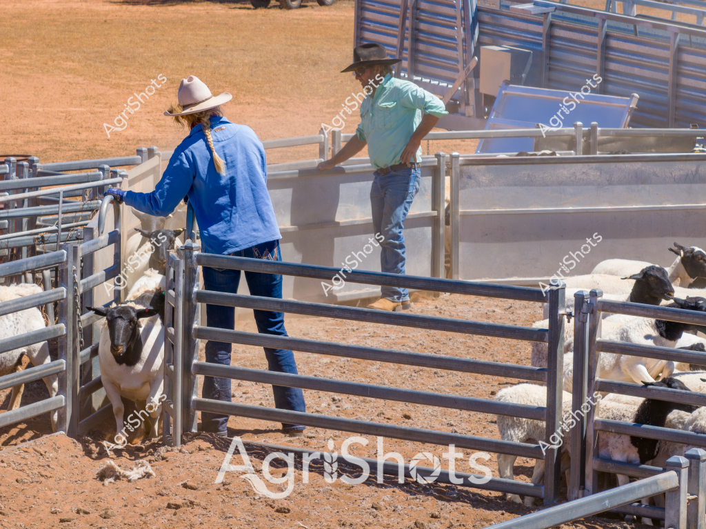 Two men are working in a livestock yard managing sheep, with metal stock handling gates and pens in the background. A man in a blue jacket and white hat stands at one section of the metal fencing, while another man in a light green shirt and wide-brimmed hat is positioned at another section. Several sheep are visible within the enclosed yard, which has a dry, sandy ground surface typical of arid Australian agricultural environments. The metal livestock handling infrastructure appears robust and well-maintained, with multiple interconnected gates and panels designed to efficiently move and manage the sheep. The scene captures the practical, no-nonsense approach of Australian livestock management, with experienced stockmen carefully controlling the movement and positioning of their animals in a structured yard setting.