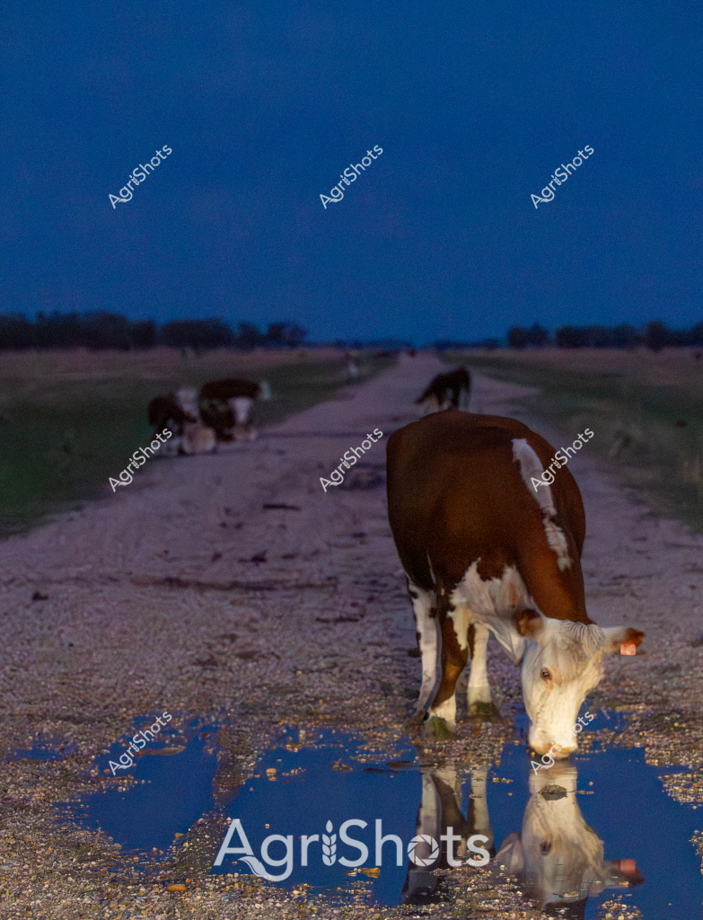 A dairy cow stands drinking from a reflective puddle on a rural dirt road at dusk, her distinctive brown and white coat illuminated against the deep blue evening sky. The bovine casts a perfect mirror image in the water's surface, creating a symmetrical visual composition. Several other cattle can be seen grazing in the background, scattered along the elongated dirt track that stretches into the distant landscape. The scene captures the tranquil atmosphere of a pastoral setting, with the soft twilight providing a serene backdrop to the cattle's evening routine. The gravel road and surrounding grasslands suggest this is a typical Australian farming environment, where livestock freely roam and graze. The cow's posture - head lowered to drink - demonstrates the peaceful and unhurried nature of farm life at the day's end.