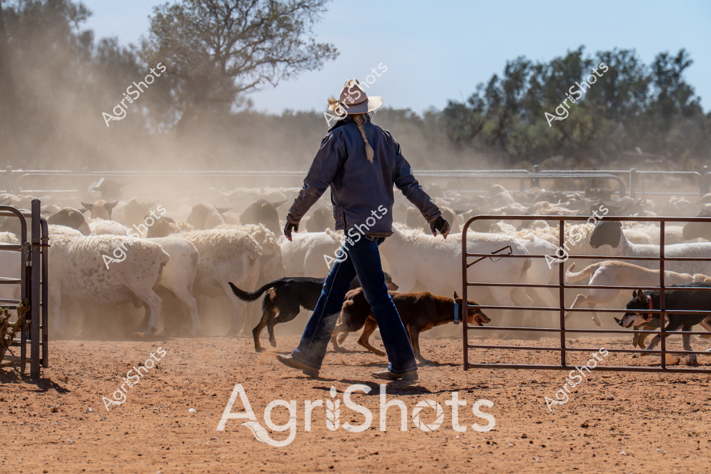 A stockman in a navy jacket and white hat stands amid a dusty sheep yard, managing a flock of white sheep during a muster. Several working dogs assist the stockman, weaving between the tightly clustered animals and metal gates. The dry, reddish-brown earth kicks up a fine dust cloud, highlighting the intense activity of livestock management in what appears to be an arid Australian pastoral setting. The sheep are densely packed, their woolly bodies creating a sea of white against the stark landscape, while trees and shrubs are visible in the background. The scene captures the skill and teamwork required in mustering livestock, with the stockman's deliberate movements and the dogs' precise herding demonstrating the practiced choreography of rural farm work.