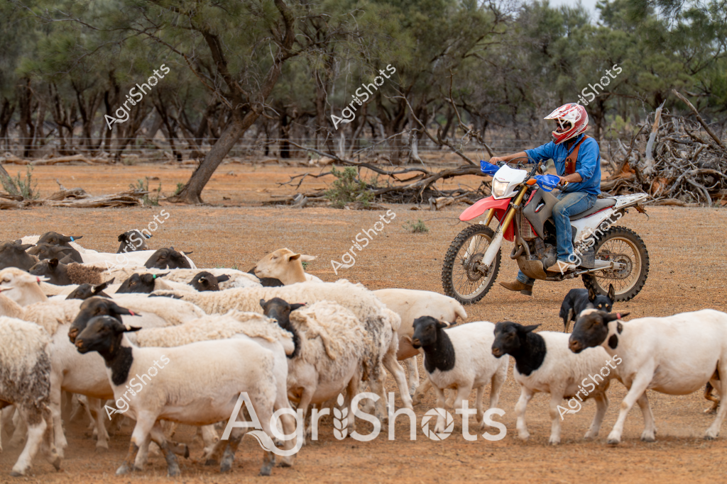 A man on a dirt bike carefully herds a flock of white and black-faced sheep across a dry, sparse landscape with scattered eucalyptus trees. Wearing a blue jacket, red and white helmet, and riding a red trail motorcycle, the rider navigates through the sheep, using the motorcycle as a herding tool in this rugged Australian rural setting. The sheep - which appear to be a breed like Dorper or Suffolk cross - are clustered together, creating a tight mob as they move across the dusty, tree-lined paddock. A small black dog can be seen near the motorcycle, potentially assisting with the livestock movement. The scene captures the adaptability of modern Australian farming, where motorcycles have become an efficient alternative to horses for mustering livestock across challenging terrain. The dry ground, sparse vegetation, and scattered fallen timber suggest this is likely in an inland region experiencing dry seasonal conditions.