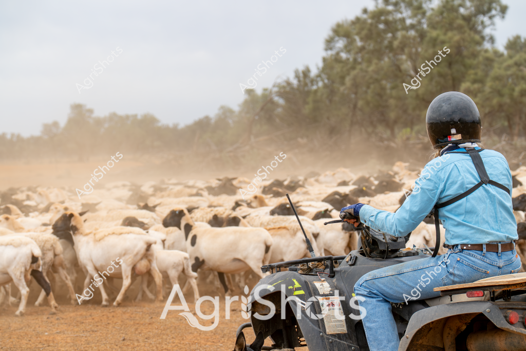 A man on an all-terrain vehicle (ATV) guides a large flock of white and mixed-colored goats across a dry, dusty paddock in rural Australia. Wearing a blue shirt, helmet, and carrying a radio, the livestock manager carefully steers the ATV through the herd, raising a cloud of fine dirt behind him. The landscape is characterized by sparse ground vegetation and distant eucalyptus trees, suggesting a dry pastoral region typical of Australia's inland areas. Dozens of goats move together in a tight cluster, their varied coat colors of white, tan, and brown creating a mottled appearance against the brown earth. The scene captures the challenging yet essential work of livestock management in an arid agricultural setting, highlighting the skill required to muster and control a large herd across open terrain. The dust and movement convey the dynamic nature of pastoral farming, with the ATV serving as a critical tool for modern livestock handling.