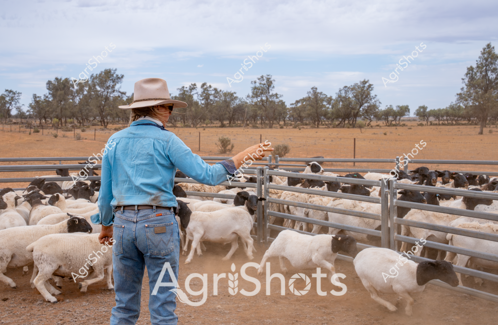 A woman stockman wearing a light blue long-sleeved shirt, blue jeans, and a wide-brimmed tan Akubra hat stands with her back to the camera, managing a flock of white and black-faced sheep in a dusty livestock yard. The paddock behind her is a classic Australian rural landscape, with sparse eucalyptus trees dotting a dry, golden-brown terrain under an overcast sky. Multiple metal livestock gates and fencing compartmentalize the yard, allowing the woman to control and sort the sheep with precision. The sheep - which appear to be a mixed breed, possibly including Merino and damara or dorper crosses - are densely packed within the metal pen, creating a bustling scene of agricultural activity. Her posture suggests calm expertise, with one arm extended to guide or manage the movement of the animals. The environment captures the quintessential Australian agricultural setting: a dry, challenging landscape where skilled stockmanship is essential for livestock management.