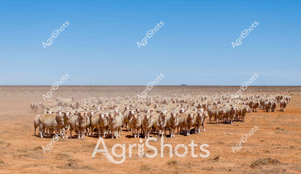 A vast flock of Merino sheep huddles together in a dry, dusty paddock under a clear blue sky, showcasing the challenging conditions of Australian pastoral landscapes. The golden-brown earth stretches to the horizon, highlighting the harsh, arid environment typical of inland grazing regions. These woolly sheep, with their thick, valuable fleece, are tightly clustered, creating a dense mass of white against the stark, parched landscape. The image captures the resilience of both the livestock and the agricultural practices that sustain them in challenging drought-like conditions. A sense of endurance and survival permeates the scene, illustrating the daily reality of sheep farming in Australia's more arid agricultural zones. The uniform grouping of the sheep suggests careful management and the experienced hand of a skilled livestock manager guiding the flock through difficult terrain.