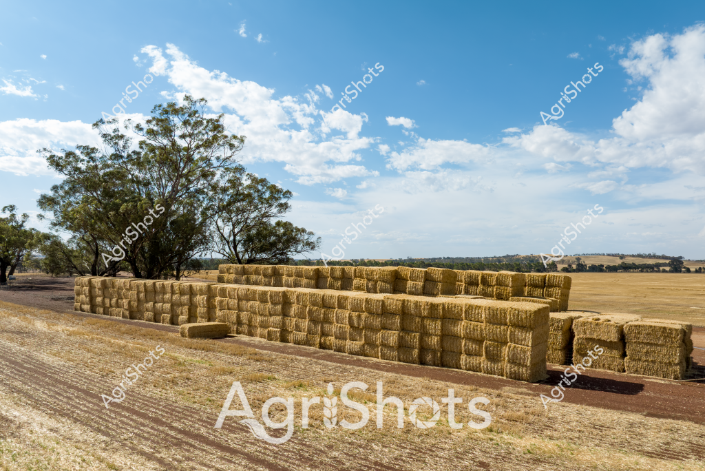 A sprawling rural landscape unfolds with neat stacks of rectangular hay bales strategically arranged in long rows across a harvested golden-brown paddock. Mature eucalyptus trees frame the background, providing a classic Australian rural backdrop against a bright blue sky dotted with fluffy white clouds. The hay bales, tightly compressed and uniform in shape, represent the result of careful agricultural work during harvest season, showcasing the precision of modern farming techniques. Dry grass and dirt pathways surround the stacked bales, indicating the paddock has been recently harvested and prepared for storage or transportation. The composition captures the essence of Australian agricultural productivity, with the neatly organized hay bales symbolizing the hard work and efficiency of rural farmers in managing their crops and resources. The expansive sky and distant tree line emphasize the vast, open nature of the agricultural landscape, highlighting the scale and importance of hay production in rural Australian farming systems.