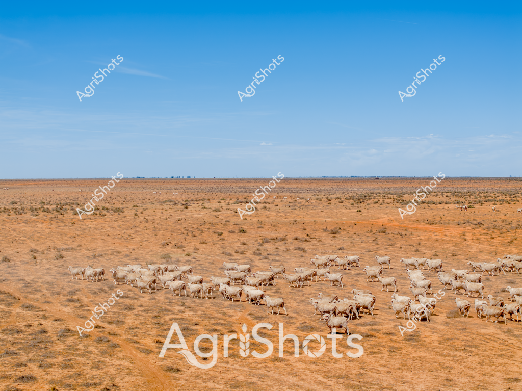 A vast, arid landscape stretches across the horizon, dotted with a substantial flock of white and brown sheep grazing on the dry, rusty-orange terrain. The sparse vegetation and expansive blue sky suggest this is a challenging drought-affected region, likely in outback Australia. The sheep, appearing to be a mixed breed of possibly Merino and crossbred stock, are clustered together, moving slowly across the parched ground in search of sparse vegetation. The landscape's monotone color palette - burnt oranges, pale yellows, and dusty browns - emphasizes the harsh environmental conditions these resilient livestock must endure. A distant line of low trees marks the horizon, providing the only break in the flat, unforgiving landscape that typifies many of Australia's extensive pastoral regions.