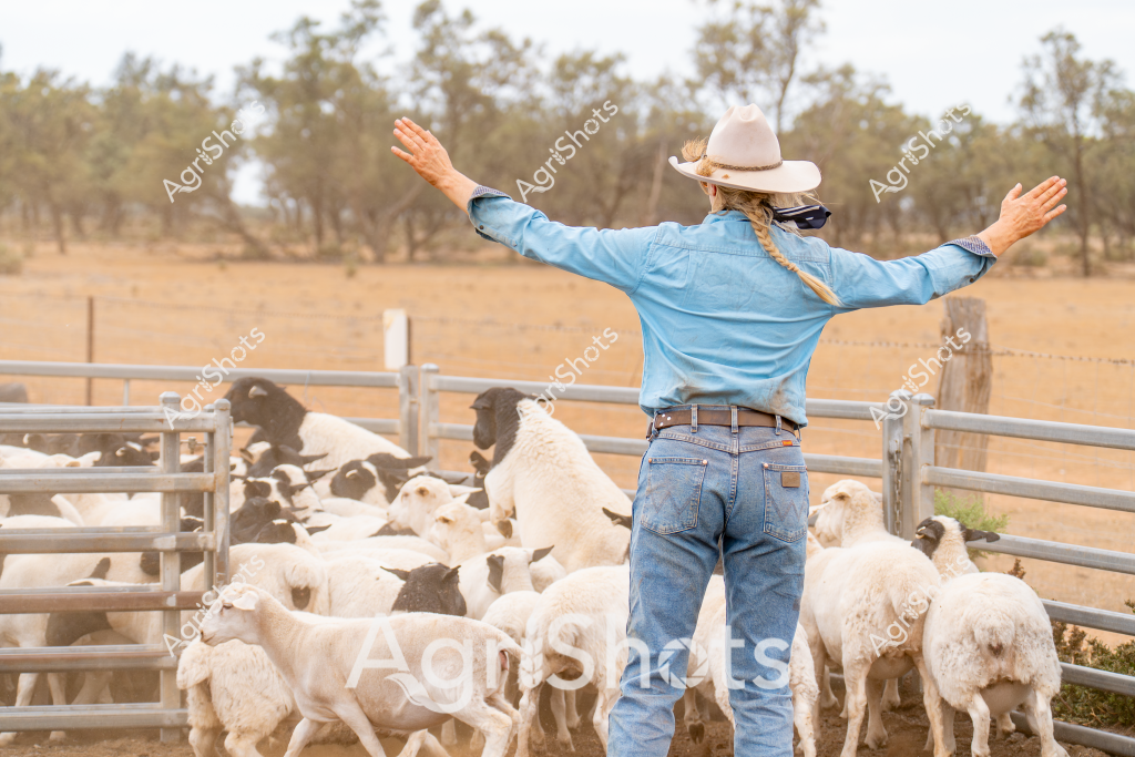 A woman farmer stands with outstretched arms in a classic Australian pastoral setting, facing a mob of white and black sheep contained within sturdy metal yard fencing. Wearing a light blue denim shirt, blue jeans, and a cream-colored wide-brimmed hat, she appears to be guiding or managing the livestock herd. The background reveals a typical arid Australian landscape with scattered eucalyptus trees and dry golden grasslands, characteristic of inland farming regions. Her braided hair and confident posture suggest an experienced stockwoman comfortable in the rugged rural environment. The sheep - a mix of white and dark-fleeced animals - are clustered near the fence, representing the diverse livestock typical of Australian sheep farming operations. This image captures the essence of rural agricultural work, showcasing the connection between a skilled farmer and the livestock in a challenging outback setting.