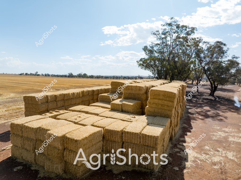 A stunning rural landscape showcasing meticulously stacked hay bales in the golden wheat belt of Western Australia. Rectangular wheat straw bales are expertly arranged in a large rectangular stack alongside a dirt track, with mature eucalyptus trees casting long shadows in the afternoon sunlight. The surrounding landscape reveals a vast, harvested golden field stretching to a distant tree line, with a pale blue sky punctuated by wispy clouds. The hay bales appear tightly compressed and uniform, representing the precision of modern agricultural harvesting techniques. Dry, compacted earth surrounds the hay stack, indicating the arid conditions typical of the region's summer agricultural season. The scene captures the essence of Australian broadacre farming - efficient, expansive, and resilient in a challenging rural environment.