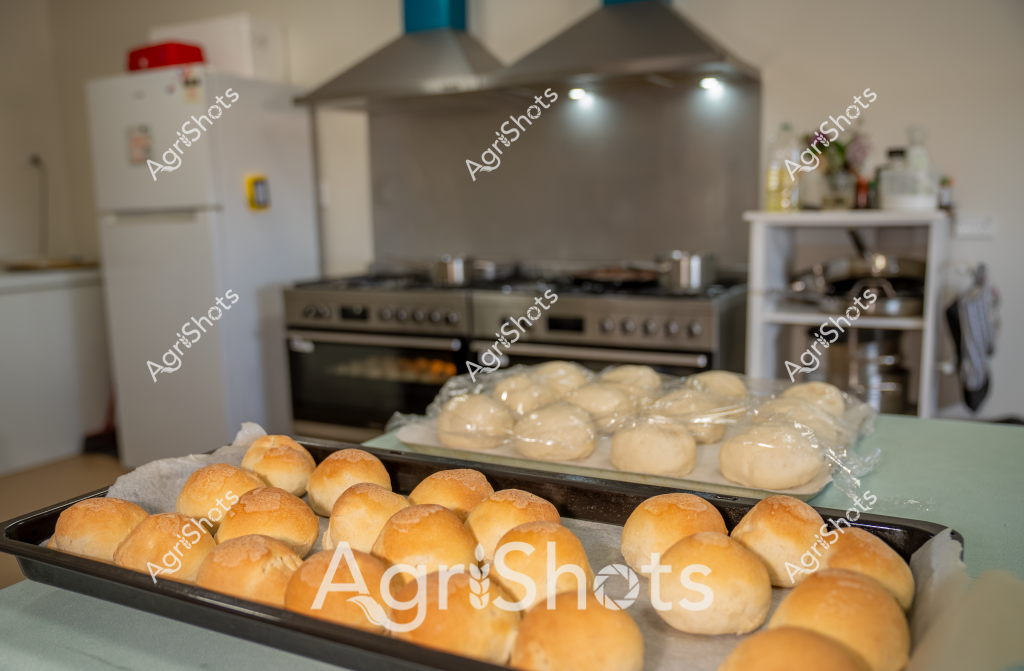 Based on the image, here's a detailed description focusing on the baking process in an Australian agricultural context:

Golden-brown bread rolls fresh from the oven occupy a large baking tray in a commercial kitchen setting. Alongside these perfectly risen rolls, another tray holds pale, uncooked dough balls waiting to be baked. The kitchen features professional stainless steel cooking equipment, including a large gas stove and range hood, suggesting a bakery or commercial food preparation environment. The rolls have a uniform, rounded shape and a rich golden crust, indicating careful preparation and precise baking techniques typical of Australian artisan bread production. A white refrigerator stands in the background, completing the professional kitchen setup. The scene captures the craftsmanship of bread making, with the rolls displaying a consistent color and shape that speaks to skilled culinary preparation.