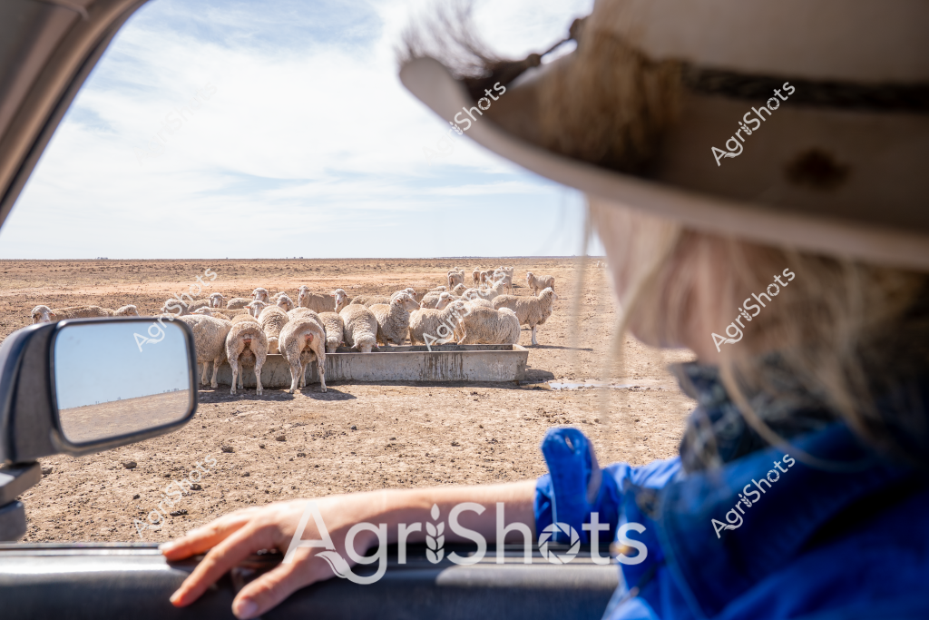 A woman farmer observes a flock of Merino sheep clustered around a water trough in a dry, expansive desert landscape. Viewed from inside a vehicle, with the side mirror and part of the driver's blue-sleeved arm visible, the scene captures the harsh realities of pastoral farming in an arid region. The sheep crowd tightly around the metal water trough, their woolly backs facing the camera, highlighting the critical importance of water sources in this parched environment. The horizon stretches endlessly, a flat, dusty plain meeting a pale blue sky, emphasizing the isolation and challenging conditions of Australian outback agriculture. The image conveys a sense of resilience - both of the livestock and the farmer who manages them in such unforgiving terrain.