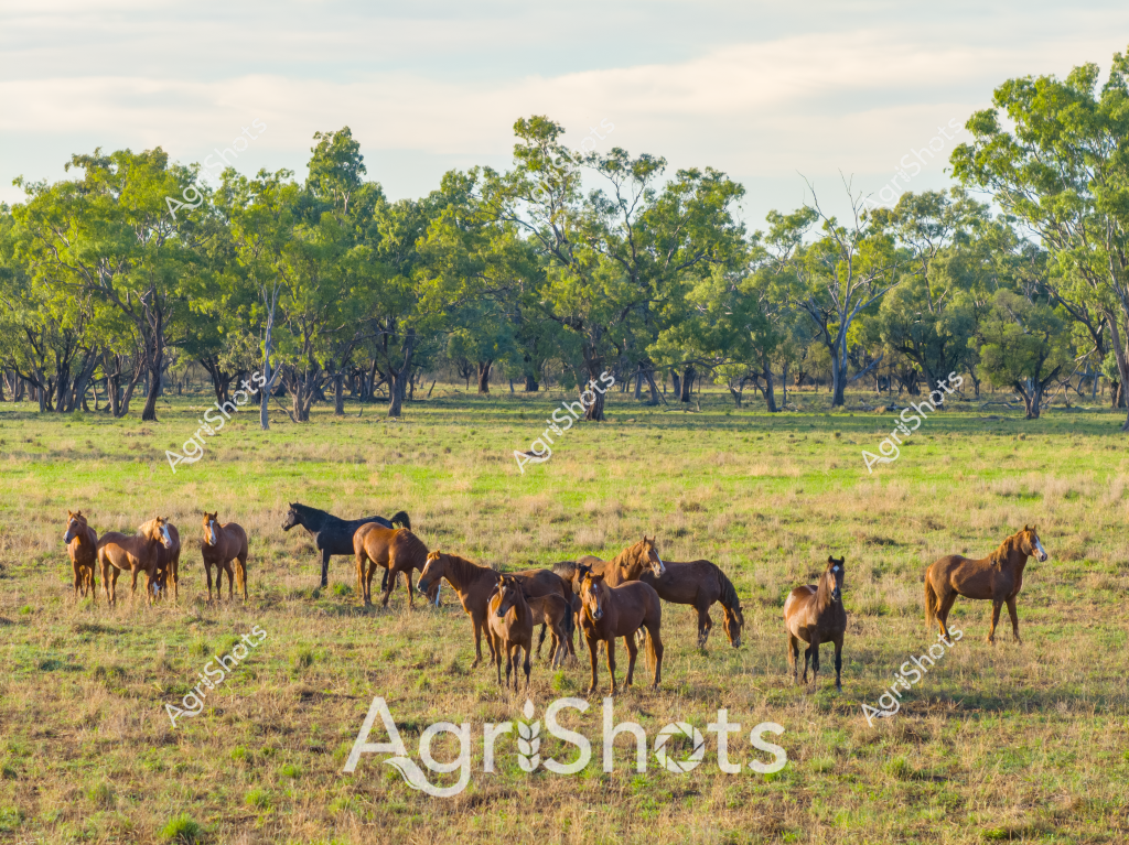 A picturesque scene of a horse paddock in rural Australia showcases a herd of approximately 12-15 chestnut and bay horses grazing peacefully in a woodland pasture. The horses, likely stock horses or station horses, are scattered across a grassy field dotted with mature eucalyptus trees, creating a classic Australian rural landscape. Soft green-leafed trees form a dense backdrop, providing natural shade and windbreak for the horses during what appears to be a mild day with soft, overcast lighting. The horses display various rich brown coat colors, from light tan to deep mahogany, standing in loose groups and demonstrating a relaxed herd dynamic typical of free-ranging station horses. The grassland looks slightly dry and sparse, characteristic of Australian pastoral regions, with the trees providing a lush green contrast to the more subdued ground cover. This image captures the essence of Australian rural life, highlighting the symbiotic relationship between livestock and the distinctive bushland environment.