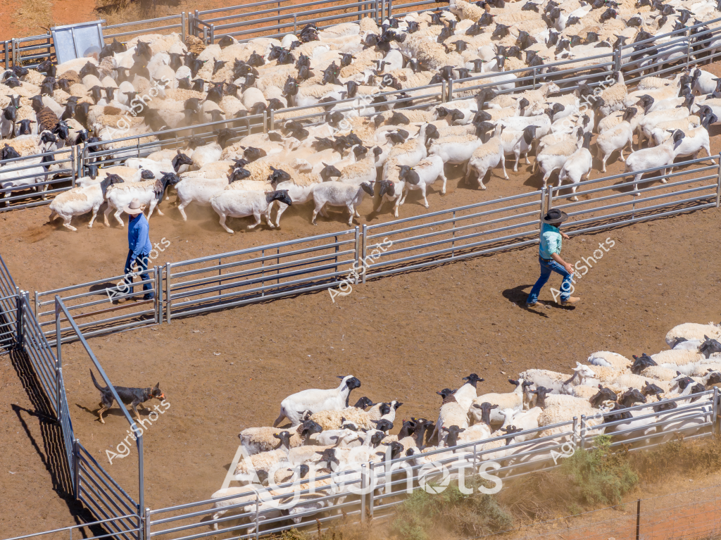 A large flock of white sheep with black heads, likely Dorper or Suffolk cross-breed, are being herded through a series of metal livestock yards by two stockmen. One man in a bright blue shirt and the other in a light blue shirt carefully guide the sheep through the segmented metal gates and pens, creating a dynamic scene of rural livestock management. The dusty, reddish-brown earth and sparse vegetation in the background suggest an arid or semi-arid Australian agricultural setting, typical of regions in Western Australia, Northern Territory, or parts of Queensland. The precise movement of the sheep and the strategic positioning of the stockmen demonstrate the skill and efficiency required in managing large livestock herds in challenging agricultural environments. Shadows cast by the animals and workers highlight the intense midday sunlight characteristic of Australian pastoral landscapes.