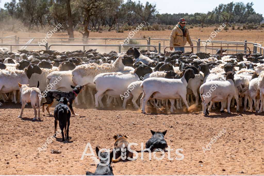 A skilled stockman manages a large flock of white and black sheep within a dusty, fenced yard in what appears to be an arid Australian pastoral region. Several working dogs, likely Australian Kelpies, are strategically positioned around the mob, helping control the tightly packed herd. The dry, reddish-brown ground and sparse trees in the background suggest this is a typical scene from a sheep station in inland Australia, possibly in Western Australia, Queensland, or the Northern Territory.

The stockman, dressed in a tan jacket and cap, stands on the edge of the yard, overseeing the sheep herding process. The flock appears to be a mix of white-fleeced sheep, potentially Merino or crossbred lambs, and darker-colored animals. The working dogs are alert and positioned to assist in moving and containing the sheep, demonstrating the critical role of these intelligent canines in Australian livestock management.

The scene captures the essence of rural Australian agricultural practice - a blend of human skill, working dog expertise, and livestock management in a challenging, dry landscape. Dust rising from the ground and the tightly clustered sheep suggest active movement and the ongoing process of mustering or yard work typical of sheep farming operations.