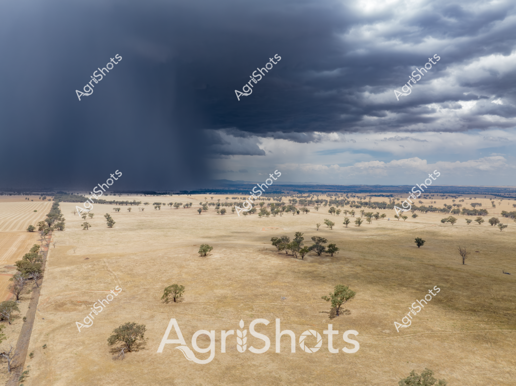 A dramatic storm approaches over a dry, sparse landscape, with a massive dark rain cloud bearing down on a golden-hued pastoral scene. Scattered eucalyptus trees punctuate the parched grasslands, their green-gray foliage providing the only substantial color against the bleached landscape. The approaching storm front creates a stark contrast between the deep navy-blue thundercloud and the pale, drought-stressed terrain, highlighting the harsh environmental conditions typical of Australian agricultural regions. Scattered trees stand resilient across the wide-open paddock, their isolated positions emphasizing the expansive nature of the landscape. The image captures the dramatic tension of an impending rainfall in a dry agricultural setting, with the storm promising potential relief to the sun-bleached ground. The landscape speaks to the challenging environmental conditions faced by Australian farmers, where water and rainfall are critical to survival.