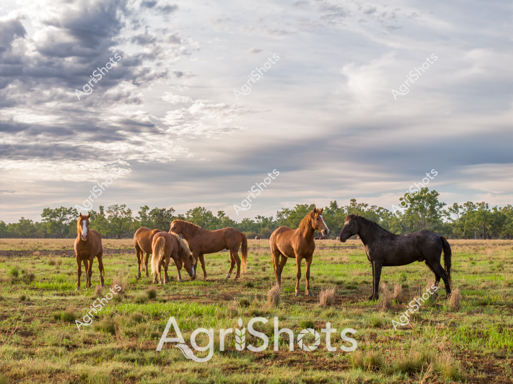 A picturesque rural landscape featuring a small herd of horses grazing in a grassy paddock under a dramatic, cloudy sky. Six horses - five in shades of chestnut and one black - stand quietly in a sparse grassland with scattered trees along the distant horizon. The horses appear relaxed, with some grazing and others standing alert, suggesting a peaceful moment in their daily routine. The landscape looks like a typical Australian rural setting, with dry grass and sparse vegetation indicating potentially arid or drought-affected conditions. Soft grey and white clouds fill the sky, creating a moody atmospheric backdrop that highlights the earthy tones of the horses and the muted green and brown landscape. The scene captures the quiet essence of Australian horse farming, showcasing the animals in their natural environment with a sense of tranquility and openness.