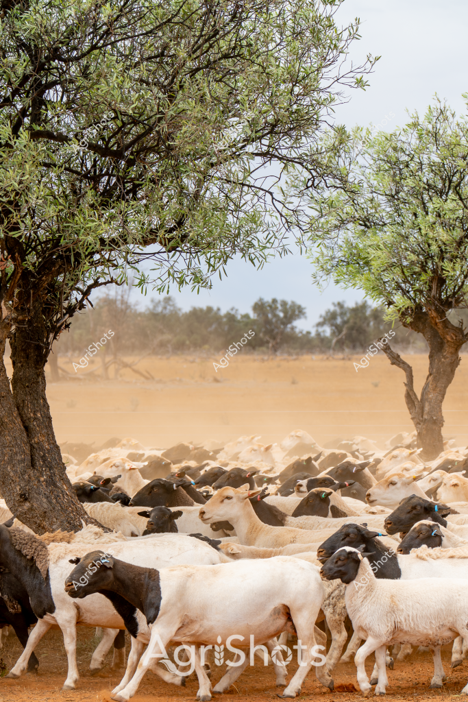 A large herd of white and black sheep huddle together under olive trees in a dry, dusty paddock. The flock is densely packed, with a mix of light-colored and dark-colored sheep seeking shade from the harsh Australian landscape. Sparse trees frame the scene, their branches spreading wide to provide minimal relief from what appears to be an arid, sun-baked environment. The ground is a pale brown, indicating dry conditions typical of rural Australian grazing lands. The sheep appear calm and closely grouped, demonstrating the typical behavior of livestock in challenging pastoral settings. The image captures the resilience of both the animals and the landscape, highlighting the harsh yet beautiful nature of Australian sheep farming.

The composition showcases the typical scene of a sheep station, where animals cluster together for comfort and protection in a challenging environment. Dust hangs in the air, creating a soft, hazy backdrop that emphasizes the heat and dryness of the location. The mix of black and white sheep suggests a diverse flock, potentially a crossbreed or mixed-breed herd adapted to survive in tough agricultural conditions.