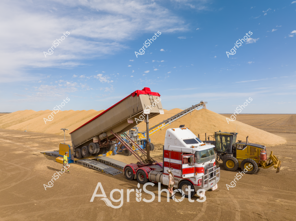 A large truck with a red and white cab is unloading grain onto an expansive pile in a dry, arid landscape under a brilliant blue sky with scattered clouds. A yellow earthmoving machine, likely a front-end loader, stands nearby to assist with managing the grain stockpile. The conveyor system attached to the truck tilts at an angle, allowing a steady stream of golden grain to cascade onto the growing mound of harvested produce. The surrounding terrain appears flat and dusty, typical of Australian agricultural regions during harvest season, with sandy-colored ground stretching to the horizon. Industrial agricultural equipment dominates the scene, highlighting the scale and mechanization of modern grain production. The bright red and white truck provides a stark color contrast against the neutral tones of the landscape, emphasizing the precision and efficiency of contemporary farming operations.