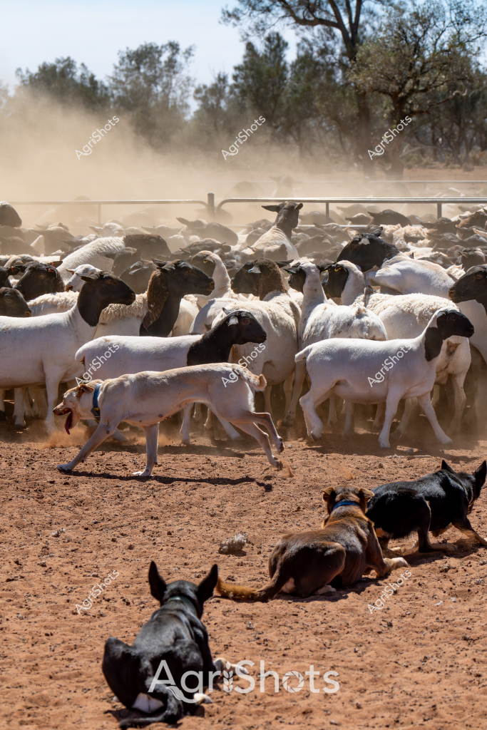 A dusty livestock mustering scene captures a large flock of white and black sheep being herded by working dogs in a dry, arid paddock. Several black and brown working dogs strategically move around the tightly packed mob of sheep, kicking up red earth and creating a swirling dust cloud. The sheep appear to be a mixed breed, predominantly white with black faces, likely Dorper or Merino cross, tightly clustered within a metal yard fence. In the foreground, some dogs rest on the ground while others actively work to control the movement of the sheep, demonstrating the classic Australian livestock management technique of using highly trained herding dogs to manage stock in challenging outback conditions. The background shows sparse trees and a dry landscape typical of rural Australian grazing country, with the intense dust and close animal grouping suggesting hot, dry weather conditions during mustering season.

The scene powerfully illustrates the critical role of working dogs in Australian agricultural practices, showcasing their skill, discipline, and importance in managing livestock across vast, harsh agricultural landscapes.