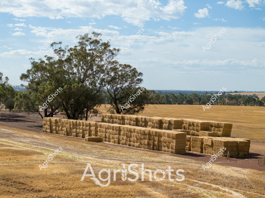 A golden landscape of hay bales stretches across a rural Australian paddock, with neatly stacked rectangular bales arranged in long rows beside a cluster of eucalyptus trees. The harvested field reveals a pale golden-brown stubble, indicating recent grain or cereal harvesting, with distant tree lines marking the horizon under a soft blue sky scattered with wispy white clouds. Large rectangular hay bales are precisely stacked in multiple layers, showcasing the efficiency of modern agricultural harvesting techniques and storage methods. The dry landscape suggests a late summer or early autumn scene, with the crisp golden tones of the harvested field contrasting against the green-gray foliage of the surrounding trees. Bare earth tracks run alongside the hay storage area, providing access for transport and machinery. The image captures the quintessential Australian rural landscape - a testament to the nation's agricultural productivity and the careful management of crop resources.
