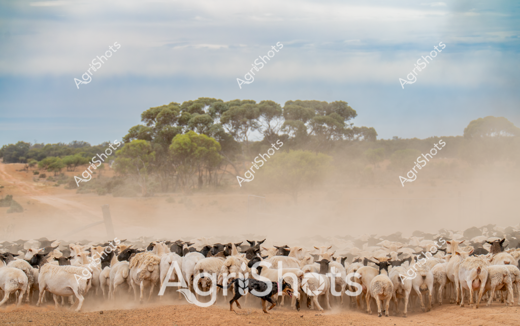 A large mob of white and black sheep are clustered together, kicking up a dense cloud of dust across a dry, golden paddock. The livestock - likely a mixed flock of Merino and crossbred sheep - stand tightly packed, creating a textural landscape of woolly bodies against the parched earth. Sparse eucalyptus trees line the background, their green canopies contrasting with the dusty brown landscape, suggesting this is during a dry season in rural Australia. The dense dust cloud rising around the sheep indicates movement and the arid conditions typical of many agricultural regions during summer or drought periods. The scene captures the resilience of Australian sheep farming, where livestock must navigate challenging environmental conditions. The soft blue sky and scattered clouds provide a muted backdrop to this quintessential Australian pastoral scene, highlighting the harsh yet beautiful nature of agricultural landscapes.
