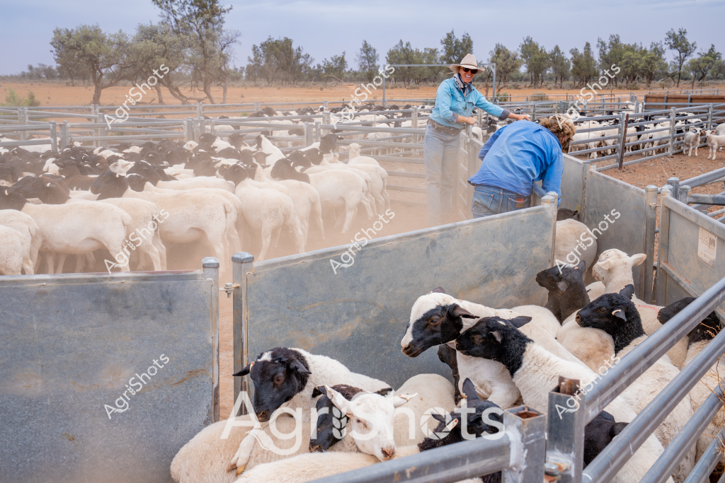 Two experienced workers manage a flock of black and white dorper sheep in a dusty rural yard during what appears to be a dry season in the Australian outback. A woman in a blue long-sleeved shirt and wide-brimmed hat stands near metal livestock yards, carefully guiding the sheep with another worker. The sheep are predominantly white with distinctive black head markings, typical of the dorper breed, which is well-adapted to arid Australian conditions. Multiple metal livestock pens contain the dense flock, with scattered trees and a sparse, reddish-brown landscape visible in the background, suggesting this is likely a station or large rural property in a drought-affected region. The workers move methodically, demonstrating the skill and precision required in managing livestock in challenging environmental conditions. Dust rises around the animals, highlighting the dry, harsh nature of the landscape and the resilience of both the sheep and the agricultural workers.