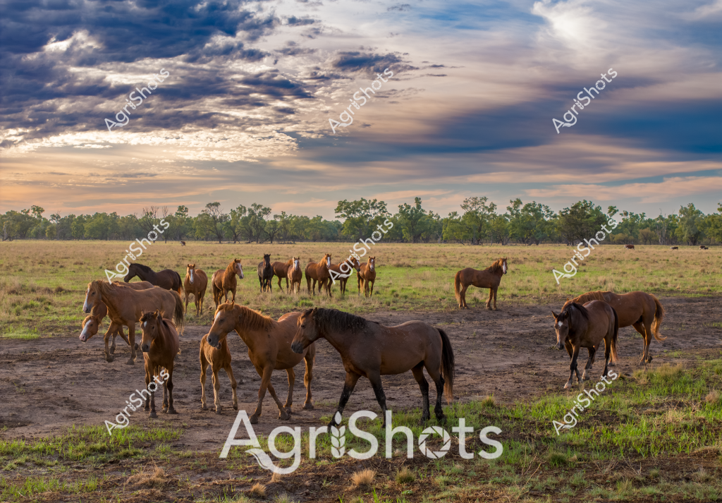 A stunning rural landscape captures a herd of horses grazing across a dry, dusty paddock under a dramatic cloudy sunset sky. Approximately 15-20 horses of various brown and chestnut colors are scattered across the grassland, some standing close together while others are more isolated. The horses represent a mix of breeds, likely Australian stock horses or station horses, standing in a large open pasture with trees lining the distant horizon. The ground shows a mix of dry earth and patchy grass, indicating challenging environmental conditions typical of Australian rural landscapes. Soft evening light breaks through the multilayered cloud formations, casting a warm glow across the scene and creating a sense of peaceful solitude in the vast agricultural setting. The horses appear relaxed, some grazing while others stand alert, embodying the resilience and freedom of Australian pastoral life.