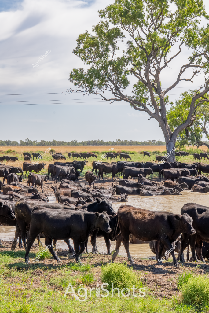 A large herd of black cattle cluster around a waterhole in a dusty rural landscape, seeking relief from the heat. Dozens of robust beef cattle stand partially submerged in the muddy water, with some drinking while others cool themselves under a sprawling eucalyptus tree. The surrounding paddock appears dry and sparse, with patches of green grass and a wide, open horizon typical of Australian cattle country. Overhead, a soft cloudy sky provides a muted backdrop to the scene, suggesting warm conditions during a potentially dry season. Power lines in the distance hint at the managed agricultural nature of this landscape, while the dense congregation of cattle indicates a well-stocked station or grazing property. The robust black cattle, likely a beef breed such as Angus or Droughtmaster, demonstrate the resilience of livestock in challenging Australian environmental conditions.
