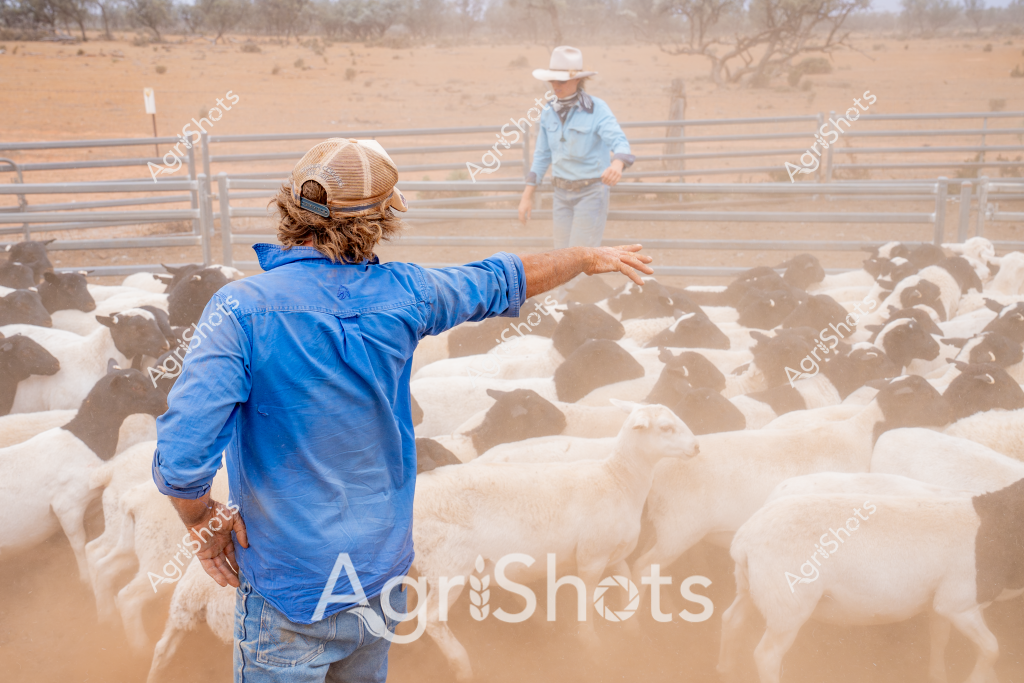 A stockman in a blue work shirt and trucker cap directs a large flock of sheep in a dusty livestock yard. Standing with his arm outstretched, he guides the dense mob of white sheep through a metal cattle yard, coordinating their movement with precision. Another worker in lighter clothing stands in the background, observing the mustering process. The landscape appears arid and typically Australian, with sparse trees and reddish-brown earth visible beyond the yards. Dust rises around the sheep, creating a hazy atmosphere that captures the challenging environmental conditions of rural livestock management. The scene exemplifies the skill and hard work required in Australian sheep farming, where experienced stockmen use subtle gestures to control large numbers of livestock in harsh, dry terrain.