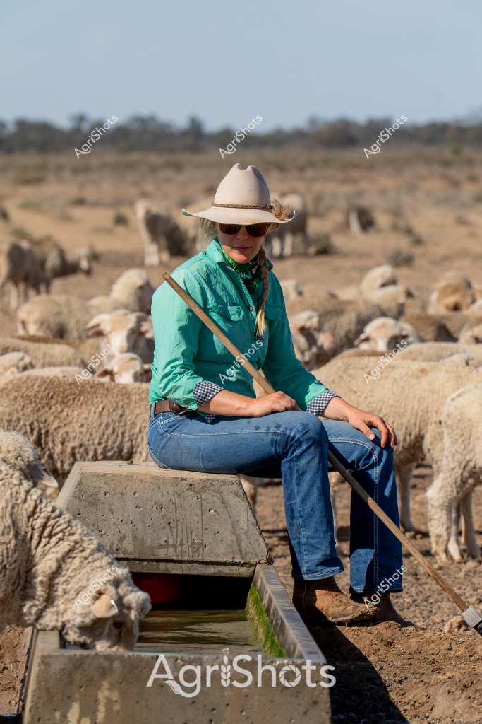 A woman livestock manager sits among a flock of merino sheep in an arid Australian paddock, capturing the essence of rural pastoral life. Wearing a cream cowboy hat, green button-up shirt, and blue jeans, she rests on a concrete water trough surrounded by woolly merino sheep. The landscape is a dry, expansive terrain with sparse vegetation and distant tree lines, typical of Australia's agricultural heartland.

Her green bandana and sunglasses suggest practical preparation for harsh outback conditions, while her relaxed posture indicates a deep familiarity with the environment. A wooden shepherd's staff rests beside her, a traditional tool for guiding and managing livestock. The merino sheep, with their dense, wrinkled fleece, are densely clustered around the water source, highlighting the critical importance of water infrastructure in Australia's challenging agricultural landscapes.

The scene embodies the resilience and quiet determination of Australian farmers, who must navigate challenging environmental conditions while maintaining productive livestock operations. The soft blue sky and muted earth tones create a sense of timeless connection between the livestock manager and the land she works.