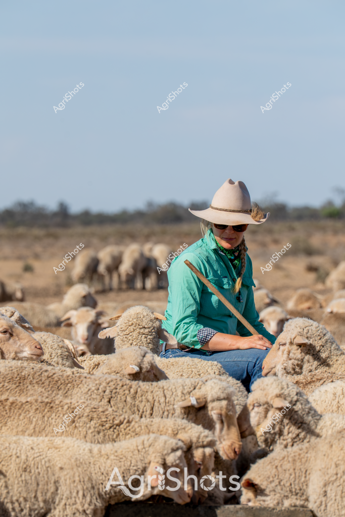 A woman stockman sits amid a flock of woolly Merino sheep in an arid Australian pastoral landscape. Wearing a light cream cowboy hat, turquoise long-sleeved shirt, and a green neckerchief, she appears relaxed and at ease surrounded by the livestock. The sheep densely populate the foreground and background, their thick fleece blending into the dry golden-brown grasslands and sparse vegetation. The clear blue sky and distant scrubland suggest this is likely a rural station in an inland region of Australia, possibly in Western Australia, New South Wales, or Queensland. Her positioning within the flock indicates a calm, confident approach to livestock management, demonstrating the close relationship between Australian farmers and their animals. The image captures the quiet resilience and connection to the land that characterizes rural agricultural work.