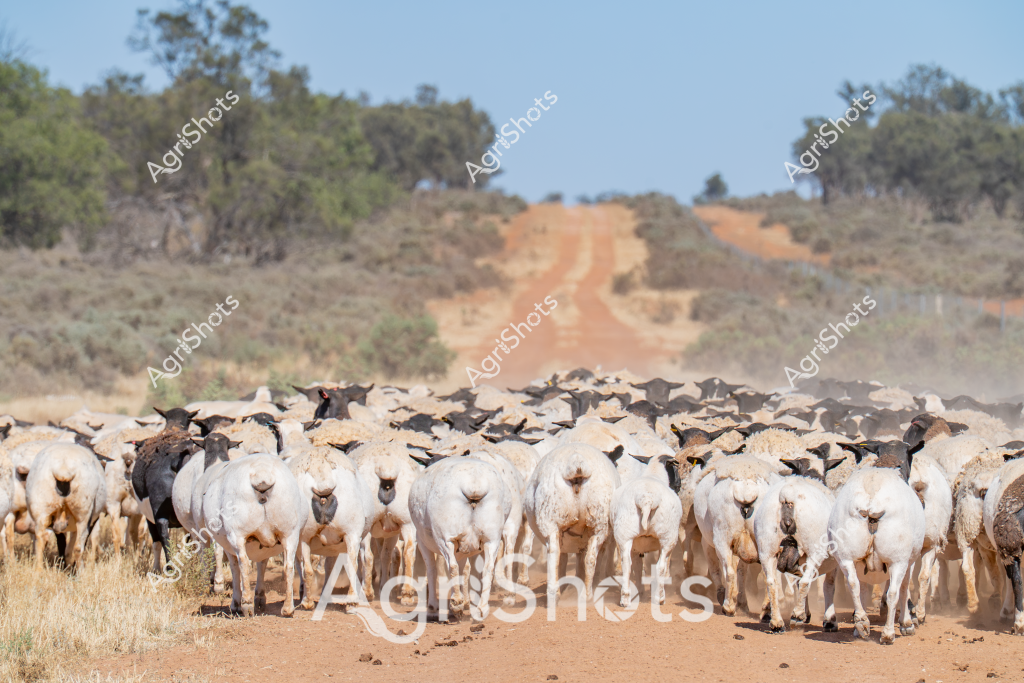 A large flock of sheep, predominantly white with some darker individuals, travels along a dusty dirt road in an arid Australian pastoral landscape. The image captures the rear view of the tightly packed mob, with dozens of sheep walking uniformly, their woolly backsides creating a textured pattern of white and cream. Sparse eucalyptus trees and scrubland border the reddish-brown dirt track, which stretches into the distant blue horizon. The scene epitomizes the classic Australian sheep farming experience, showing the scale and movement of livestock across a dry, expansive rural terrain. Dust kicks up around the hooves of the sheep, indicating their steady movement and the dry conditions of the landscape. The composition highlights the resilience of sheep farming in challenging Australian outback environments, where large mobs are moved between grazing areas or to market.