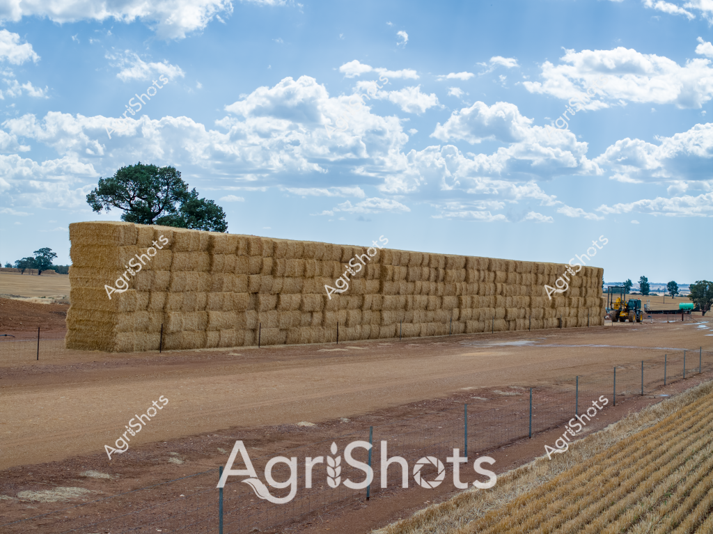 A magnificent wall of golden hay bales stretches across a rural landscape, meticulously stacked in precise rows against a brilliant blue sky with puffy white clouds. The expansive hay storage area features neatly arranged rectangular bales, creating an impressive geometric structure that demonstrates agricultural efficiency. A yellow agricultural vehicle sits in the background, suggesting ongoing farm operations and harvest management. A lone tree stands sentinel near the hay wall, adding a natural element to the carefully organized agricultural scene. The ground is a dusty, compacted earth tone, typical of Australian agricultural settings, with a fence line defining the storage area. This image captures the scale and precision of modern hay production, showcasing the impressive infrastructure required to store and manage agricultural resources in a challenging rural environment.