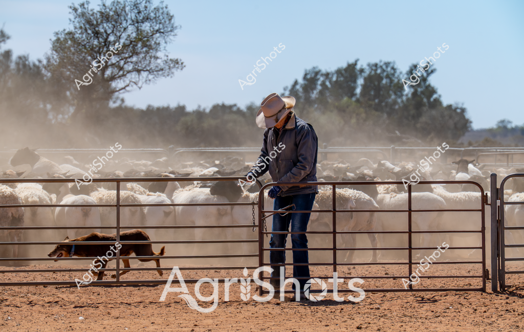 A seasoned man stockman stands amid a dusty sheep yard, carefully managing a flock of white sheep within metal livestock gates. A working dog moves purposefully near his feet, ready to assist with herding. The dry, reddish-brown paddock is surrounded by sparse trees and scrubland, creating a classic Australian rural scene with significant dust being kicked up by the densely packed sheep. The stockman wears a dark jacket, blue jeans, and a wide-brimmed hat, embodying the traditional attire of an experienced Australian livestock manager. The harsh, arid environment and tightly controlled livestock yard suggest this is likely a station or large pastoral property in one of Australia's inland regions, where careful stock management is critical to agricultural success.