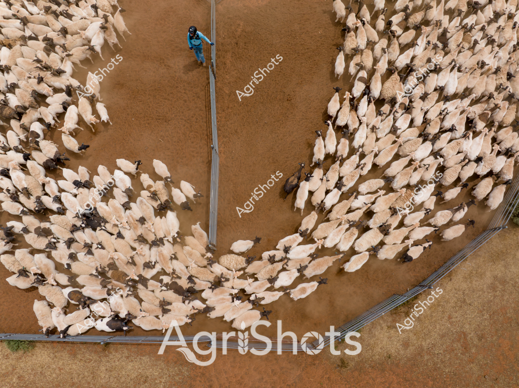 A striking aerial view captures a large flock of light-colored sheep being expertly guided through a curved livestock handling system by a person in a bright blue jacket. The sheep are densely packed, creating a flowing, organic pattern across the dry earth, with metal gates and fencing defining their movement corridor. The overhead perspective reveals the precision of livestock management, showing how a single person can effectively control and direct a large number of animals using strategic infrastructure.

The earthy brown ground contrasts with the white and cream-colored wool of the sheep, some of which appear to be Merino or a similar breed common in Australian agriculture. Metal railings create a V-shaped channel that guides the animals, demonstrating the sophisticated approach to stock management in modern farming. The image captures the scale and complexity of sheep farming, highlighting the intersection of animal husbandry, agricultural engineering, and human skill in managing livestock.

The blue-jacketed stockperson stands centrally, symbolizing the critical role of human expertise in guiding and controlling the herd's movement through this carefully designed agricultural system. The photograph offers a compelling bird's-eye view of agricultural practice, showcasing the intricate relationship between farmers, animals, and the carefully constructed infrastructure of modern sheep farming.
