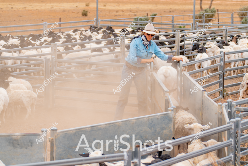 A man stockman wearing a white cowboy hat and blue work shirt manages a large flock of sheep in a dusty livestock yard. The metal cattle yards create a structured environment with multiple pens, surrounded by a dry, arid landscape typical of Australian pastoral regions. Numerous white and black sheep are densely packed within the metal fencing, creating a textured scene of agricultural activity. Dust rises around the working stockman as he carefully moves and directs the sheep, demonstrating the skill and physical demands of livestock management in challenging rural conditions. The harsh, golden-brown background suggests a hot, dry climate characteristic of inland Australian farming regions, highlighting the resilience required in agricultural work.

The scene captures the essential work of livestock management, with the stockman's careful movements and the tightly controlled environment showing the precision of modern sheep farming practices. Sunlight and dust create a golden atmosphere, emphasizing the rugged nature of Australian agricultural landscapes and the ongoing work of managing livestock in challenging environmental conditions.