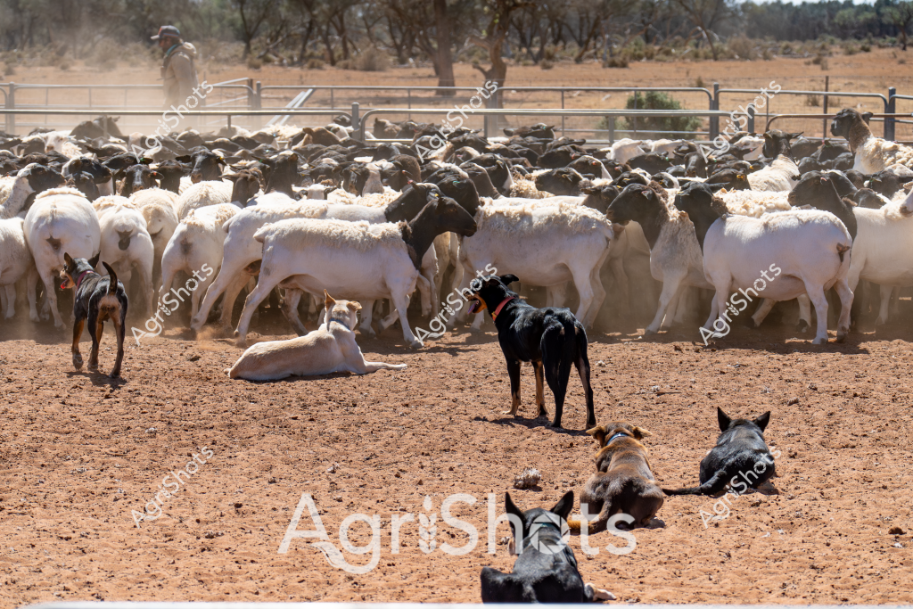 A large herd of predominantly white sheep with some black sheep are gathered in a dusty, fenced paddock with several working dogs managing the mob. A black and white dog stands alertly in the foreground, while others are resting on the dry, reddish-brown earth. In the background, a person on horseback can be seen behind the metal yard fencing, suggesting this is a typical Australian sheep station mustering scene. The bright white coats of the Dorper or White Dorper sheep stand out against the arid landscape, with sparse trees and shrubs visible in the distance. Multiple herding dogs of different colors are strategically positioned around the sheep, demonstrating their crucial role in controlling and moving the livestock across the challenging outback terrain. The harsh, dry environment and the coordinated effort of the stockman and dogs highlight the resilience required in Australian sheep farming.