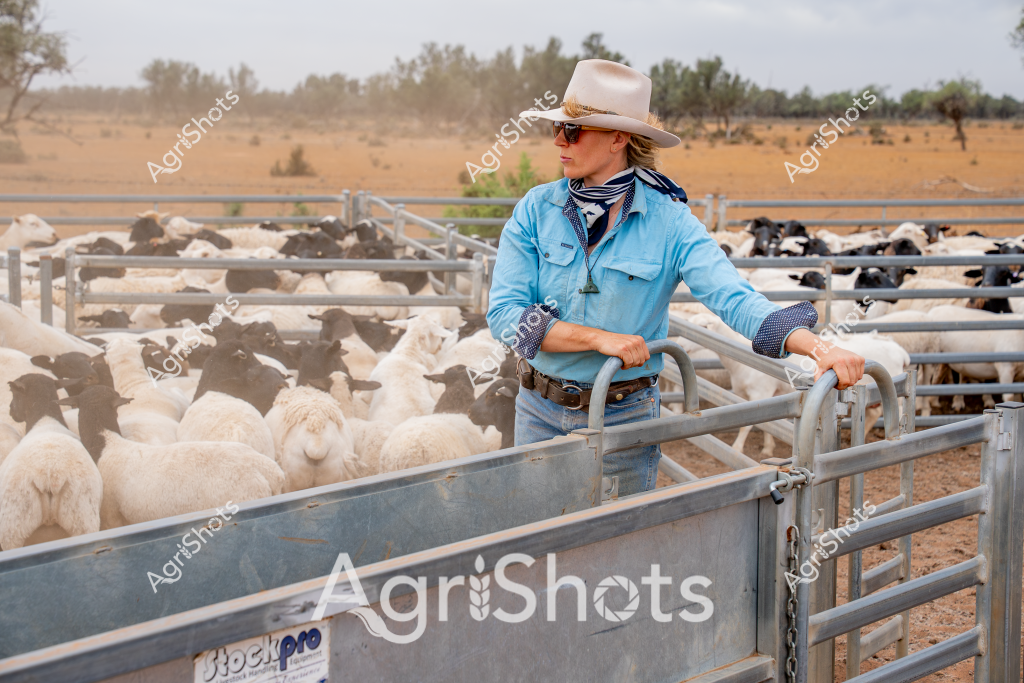 A woman stockman stands near metal livestock yards, surveying a flock of white and dark-colored sheep in a dry, arid landscape. Wearing a light blue long-sleeved shirt, a cream-colored wide-brimmed hat, and sunglasses, she leans against the metal gate of a 'Block Pro' livestock trailer. The surrounding paddock is a dusty golden-brown, with sparse trees and scrubland stretching to the horizon, indicating challenging drought conditions typical of Australian rural landscapes.

The sheep are densely packed in separate yards, with white and dark-colored animals grouped together, suggesting careful livestock management. Her stance is watchful and professional, reflecting the expertise required in managing livestock in harsh agricultural environments. The blue of her shirt contrasts sharply with the muted tones of the dry landscape, highlighting the resilience of farmers working in challenging conditions.

This image captures the essence of Australian agricultural life - a skilled stockwoman tending the flock in a demanding rural setting, embodying the strength and dedication of farmers who work closely with their animals in some of the country's most unforgiving terrains.