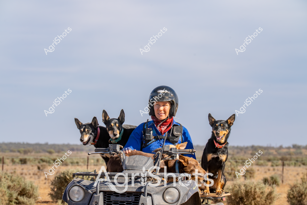 A woman in a blue jacket and protective helmet sits on an all-terrain vehicle (ATV) surrounded by four alert Australian Cattle Dogs in an arid outback landscape. The dogs, with their distinctive black and tan markings, are perched confidently on the quad bike, wearing colorful bandanas and looking attentively across the sparse shrubland. The scene captures the close working relationship between a livestock manager and her highly trained working dogs in a remote Australian pastoral setting. The expansive background shows a flat, sparse terrain with low scrub vegetation and a pale, overcast sky, typical of central Australian rangelands. The woman appears relaxed but focused, suggesting this is a routine patrol or mustering activity on a vast rural property. Her professional gear - including a helmet, blue working jacket, and communication radio - indicates the serious and technical nature of managing livestock in challenging outback conditions.